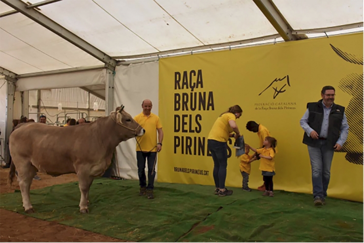 Entrega del premi al Gran Animal Campió Jove del concurs a la ramaderia Vallnova-Espanholet.